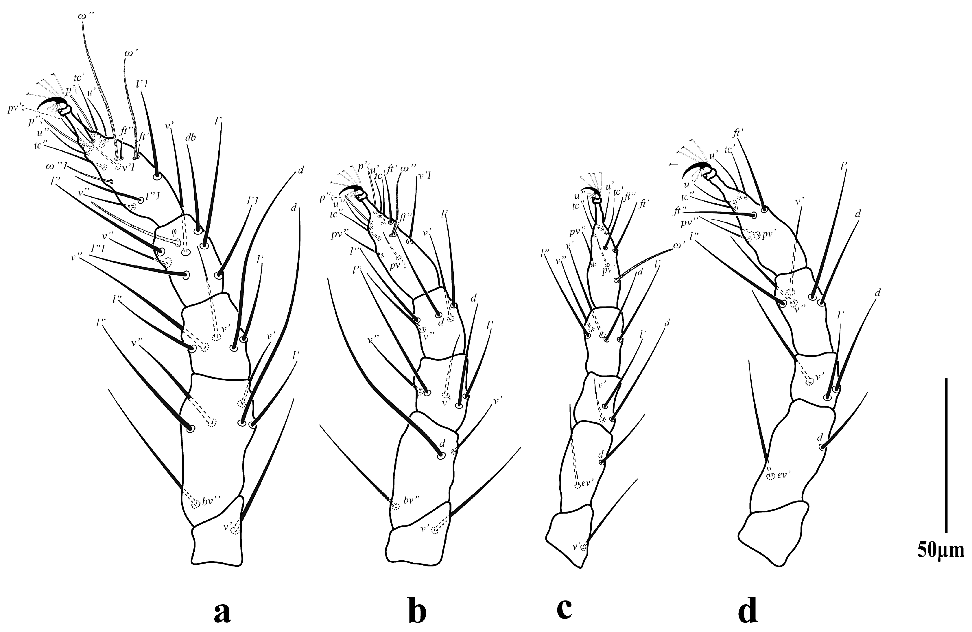 Diversity 16 00765 g013