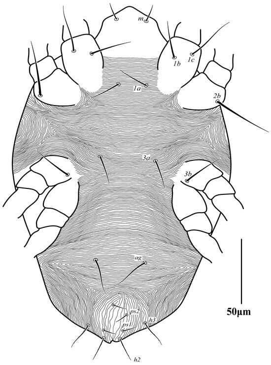 Diversity 16 00765 g015