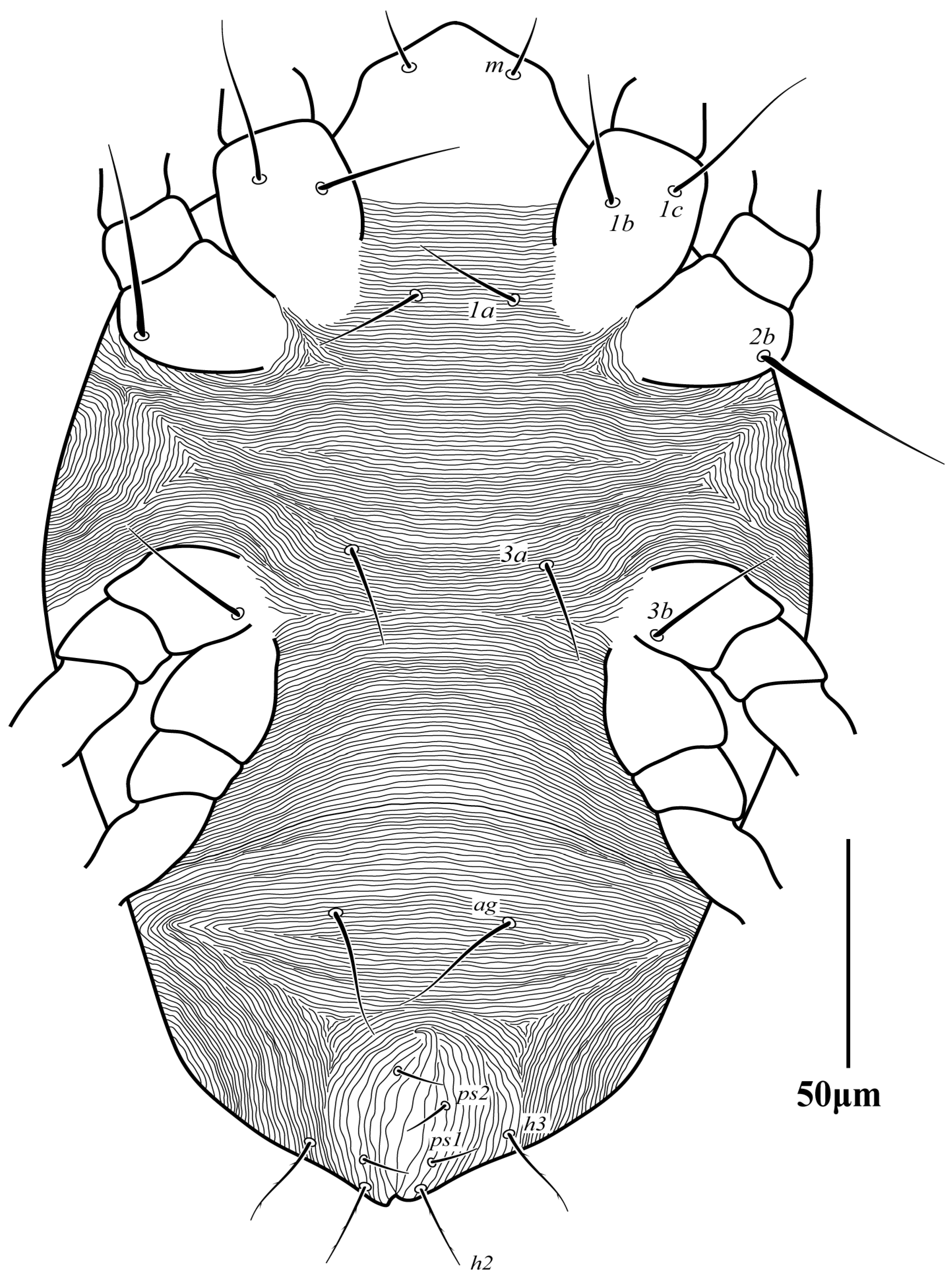 Diversity 16 00765 g015