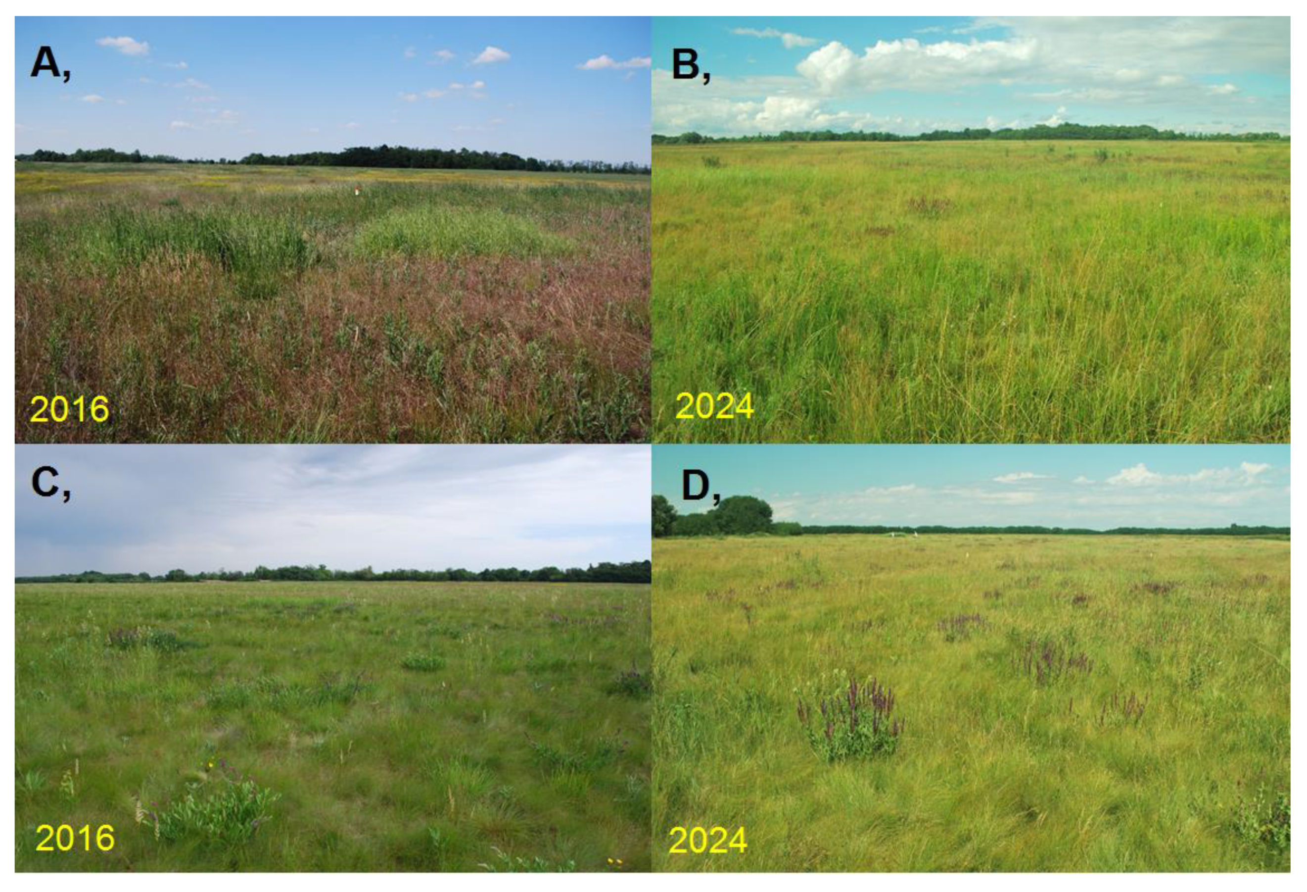 Diversity 16 00769 g012