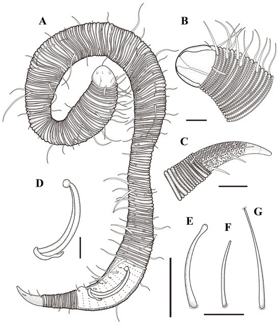 Diversity 16 00776 g001