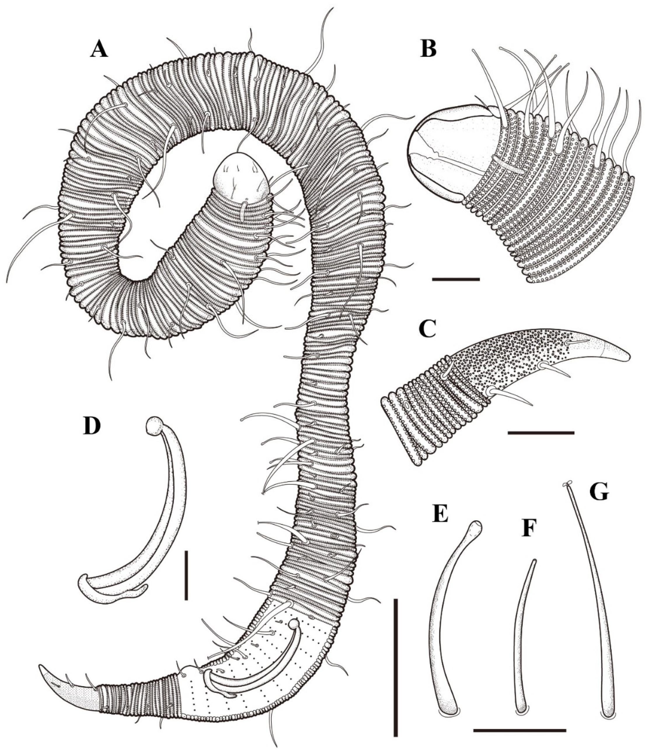 Diversity 16 00776 g001