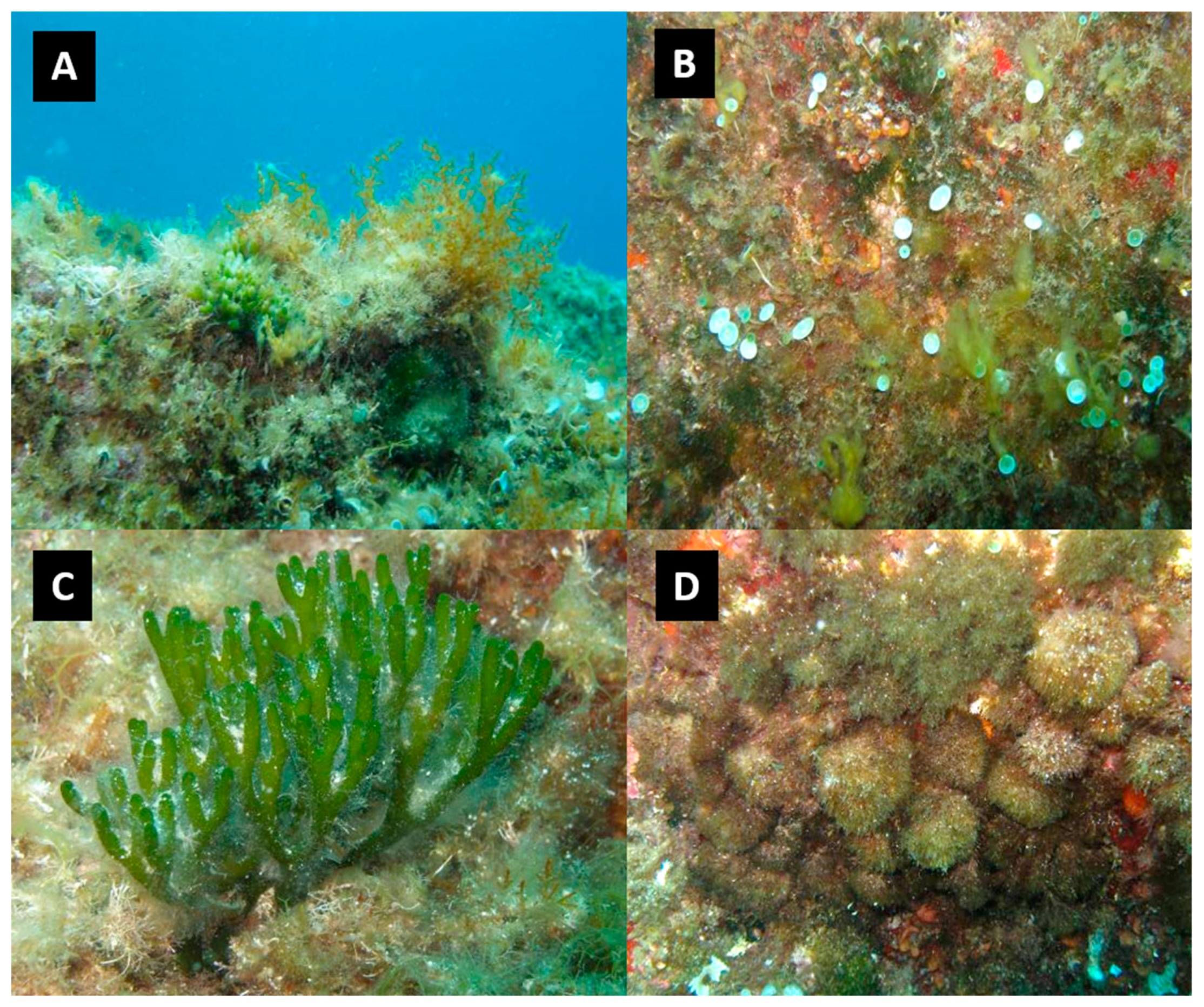 Diversity 17 00009 g004