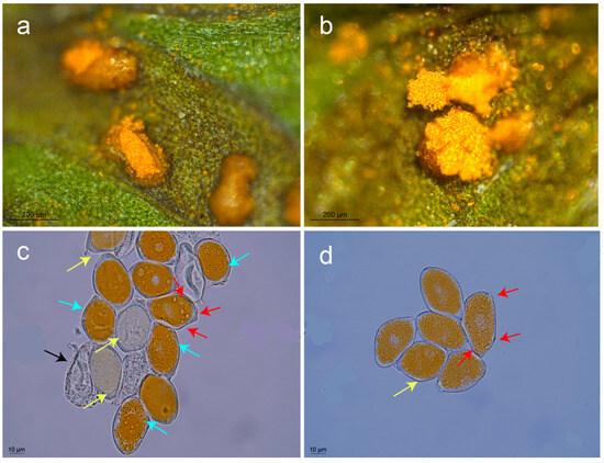 Diversity 17 00028 g003