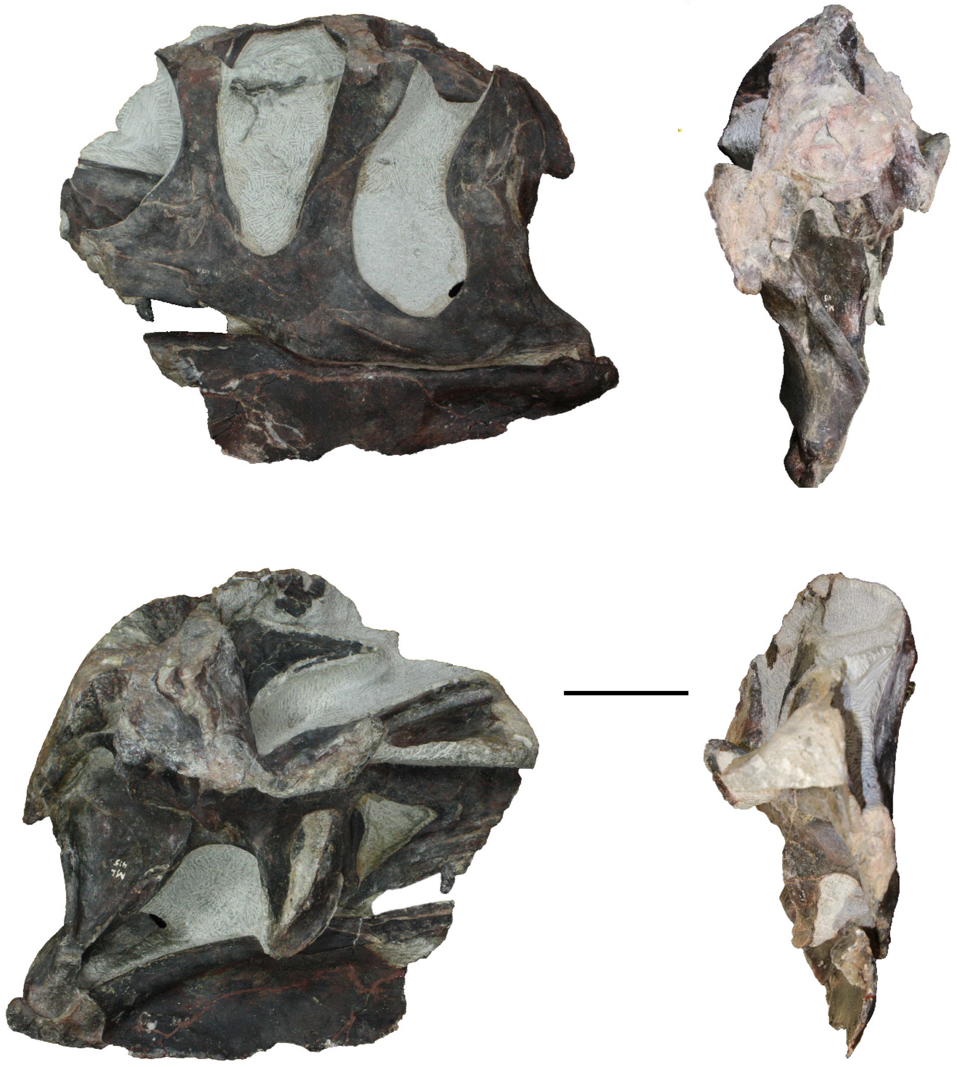 Diversity 17 00029 g004