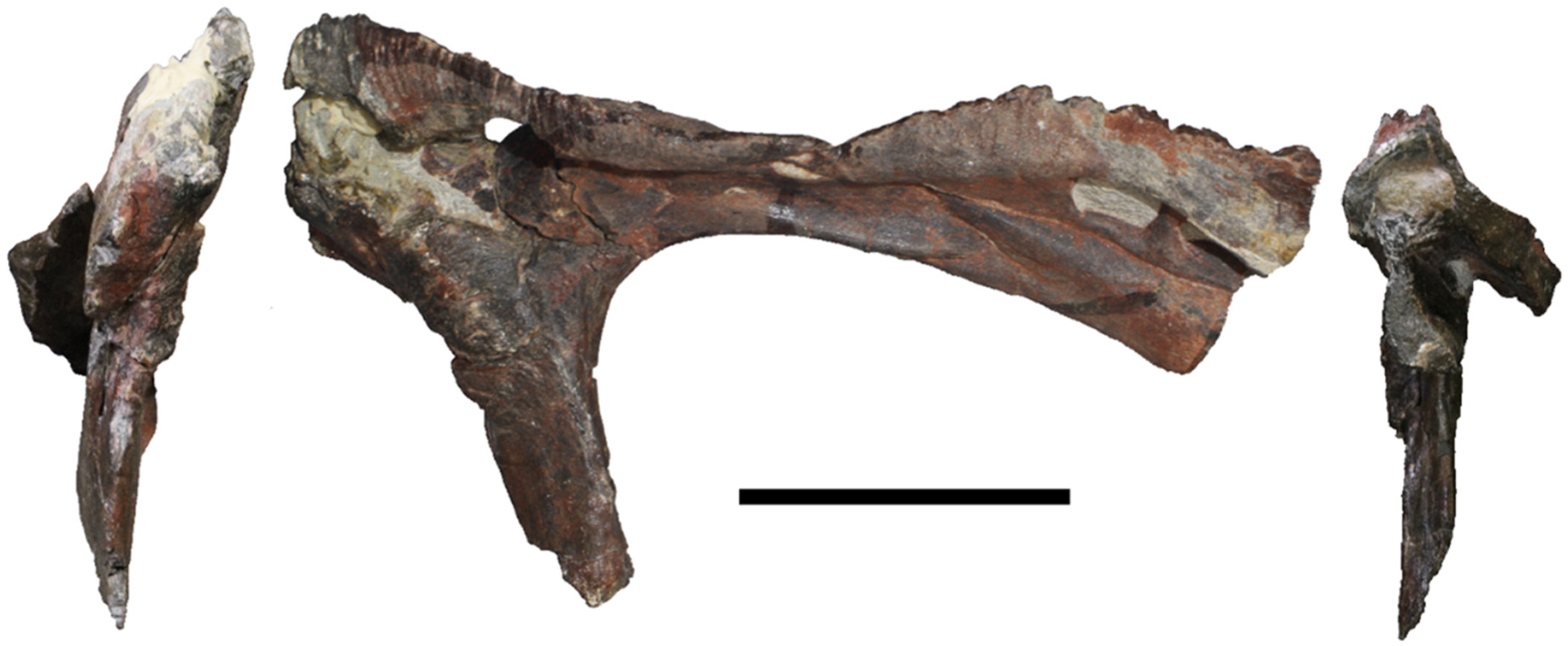 Diversity 17 00029 g006