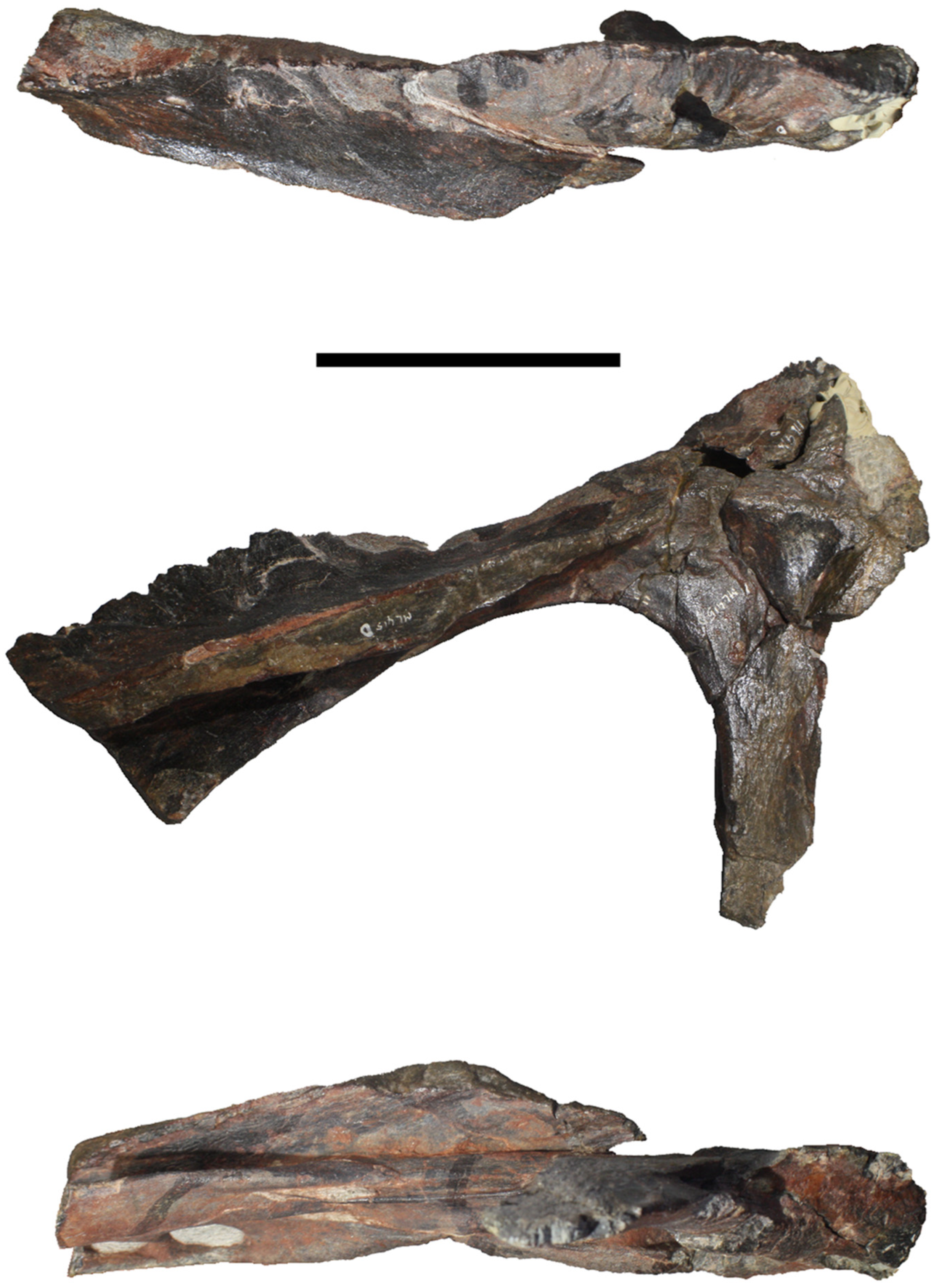 Diversity 17 00029 g007