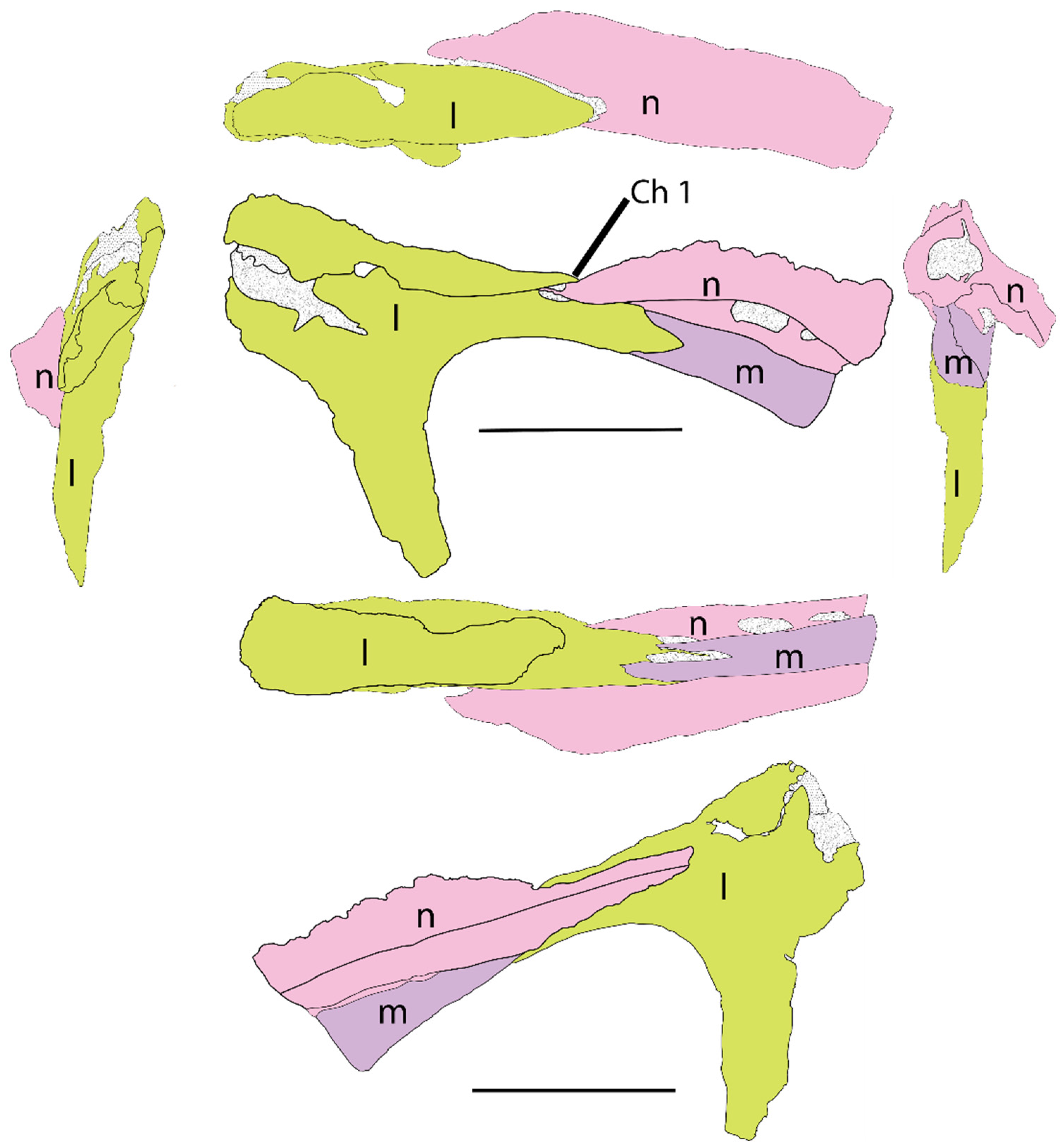 Diversity 17 00029 g008