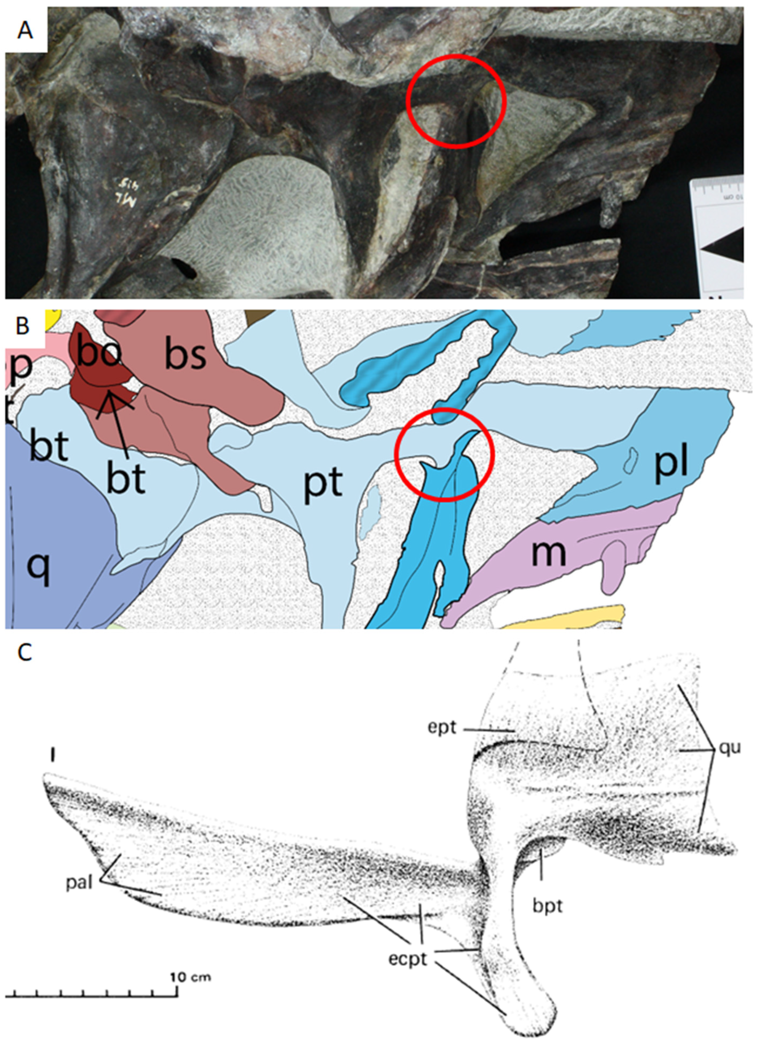 Diversity 17 00029 g012