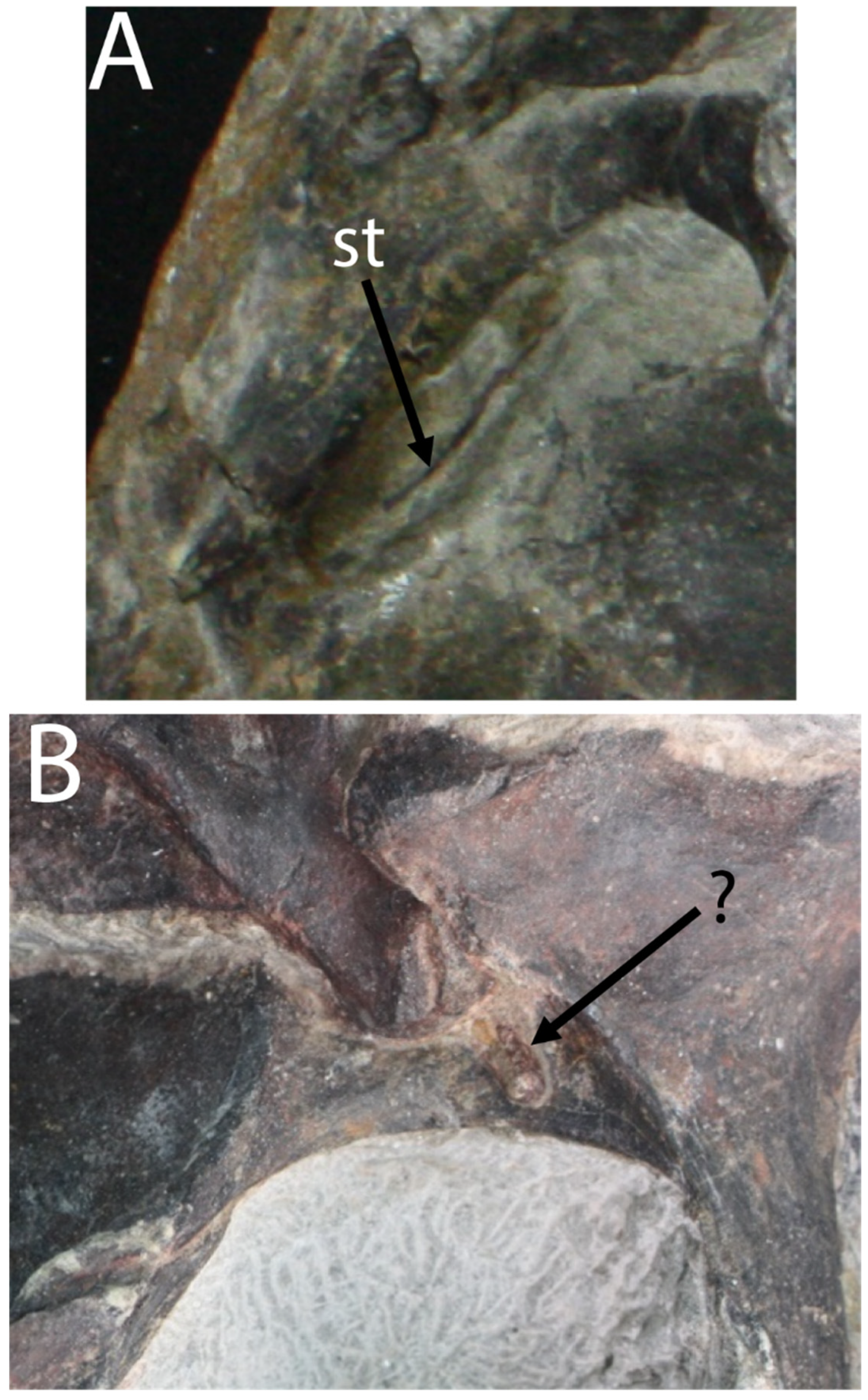 Diversity 17 00029 g014