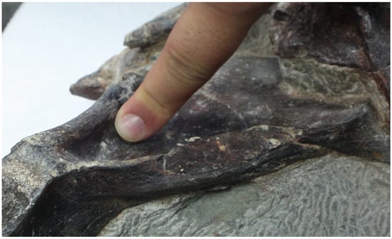 Diversity 17 00029 g015