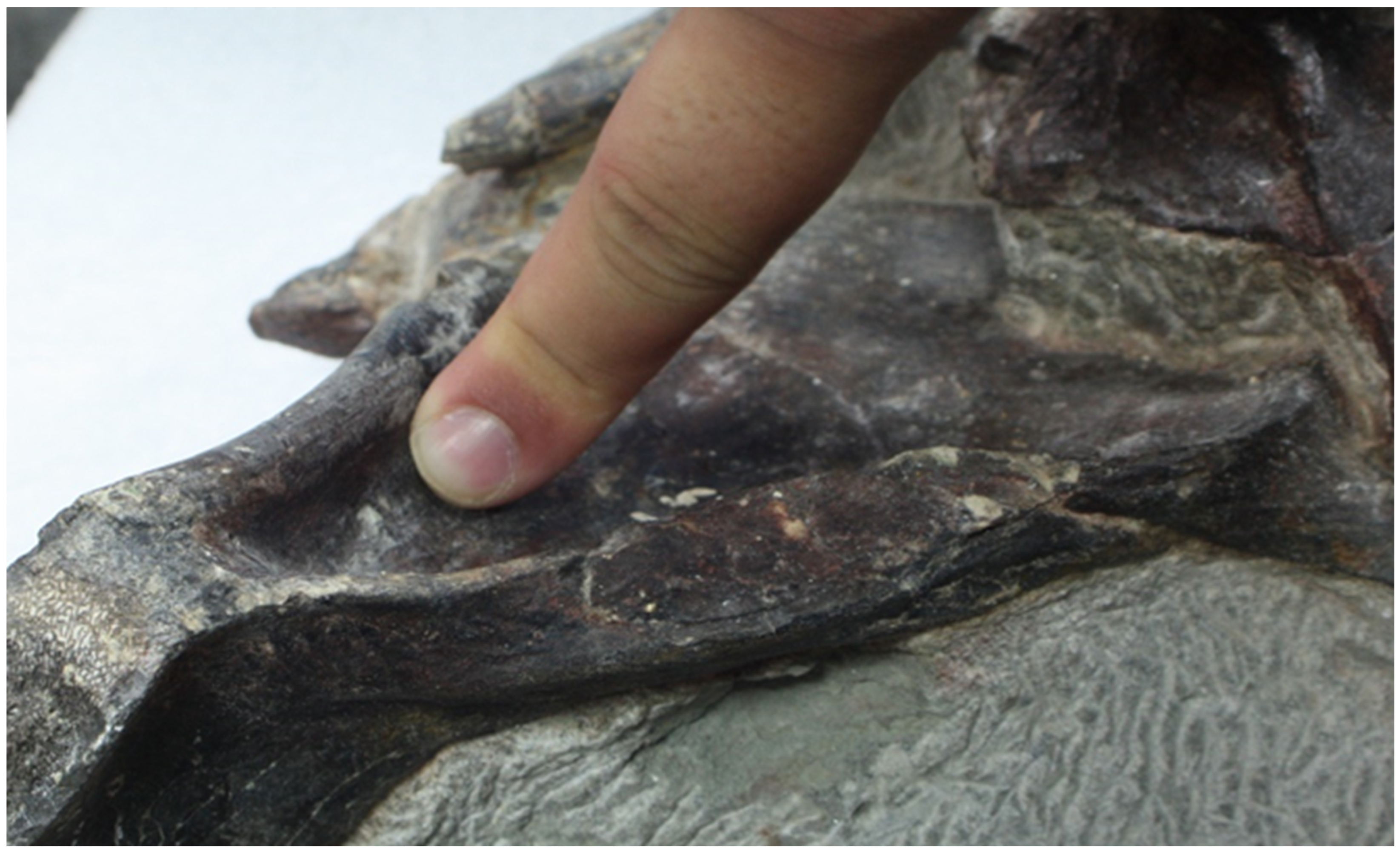 Diversity 17 00029 g015