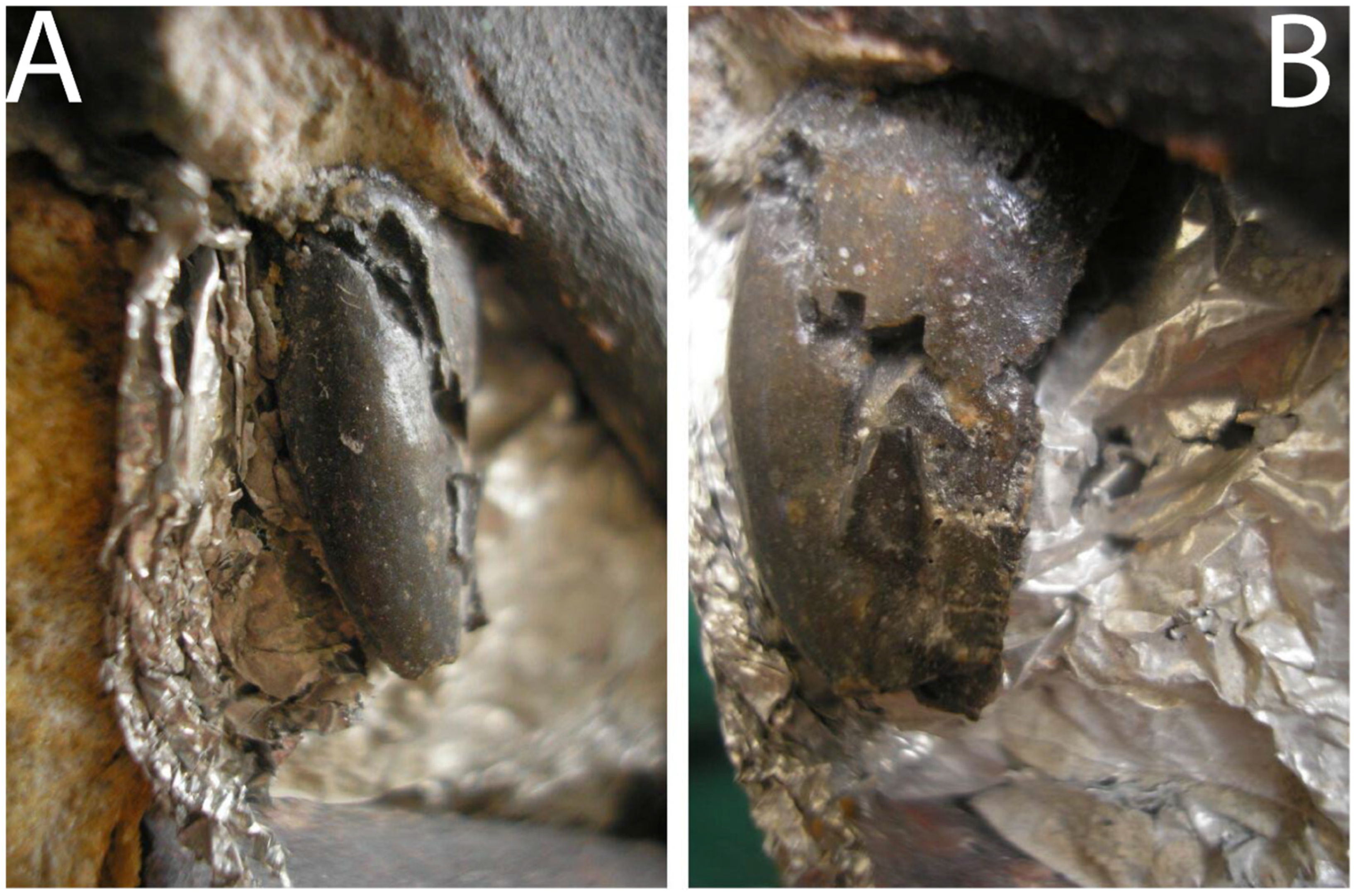 Diversity 17 00029 g017