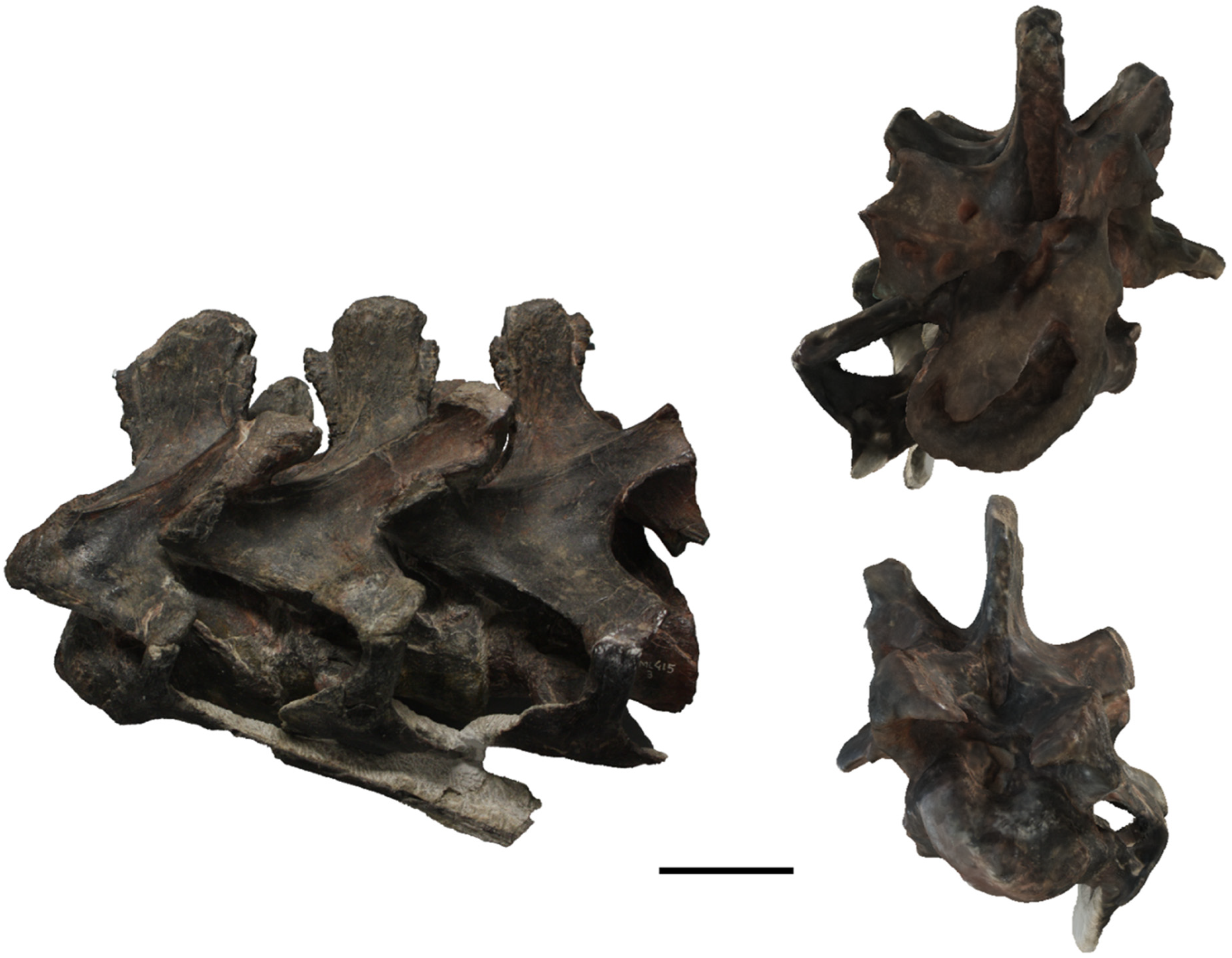 Diversity 17 00029 g020