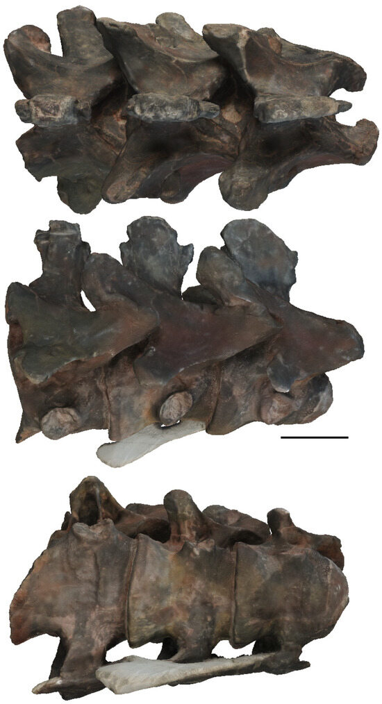 Diversity 17 00029 g021