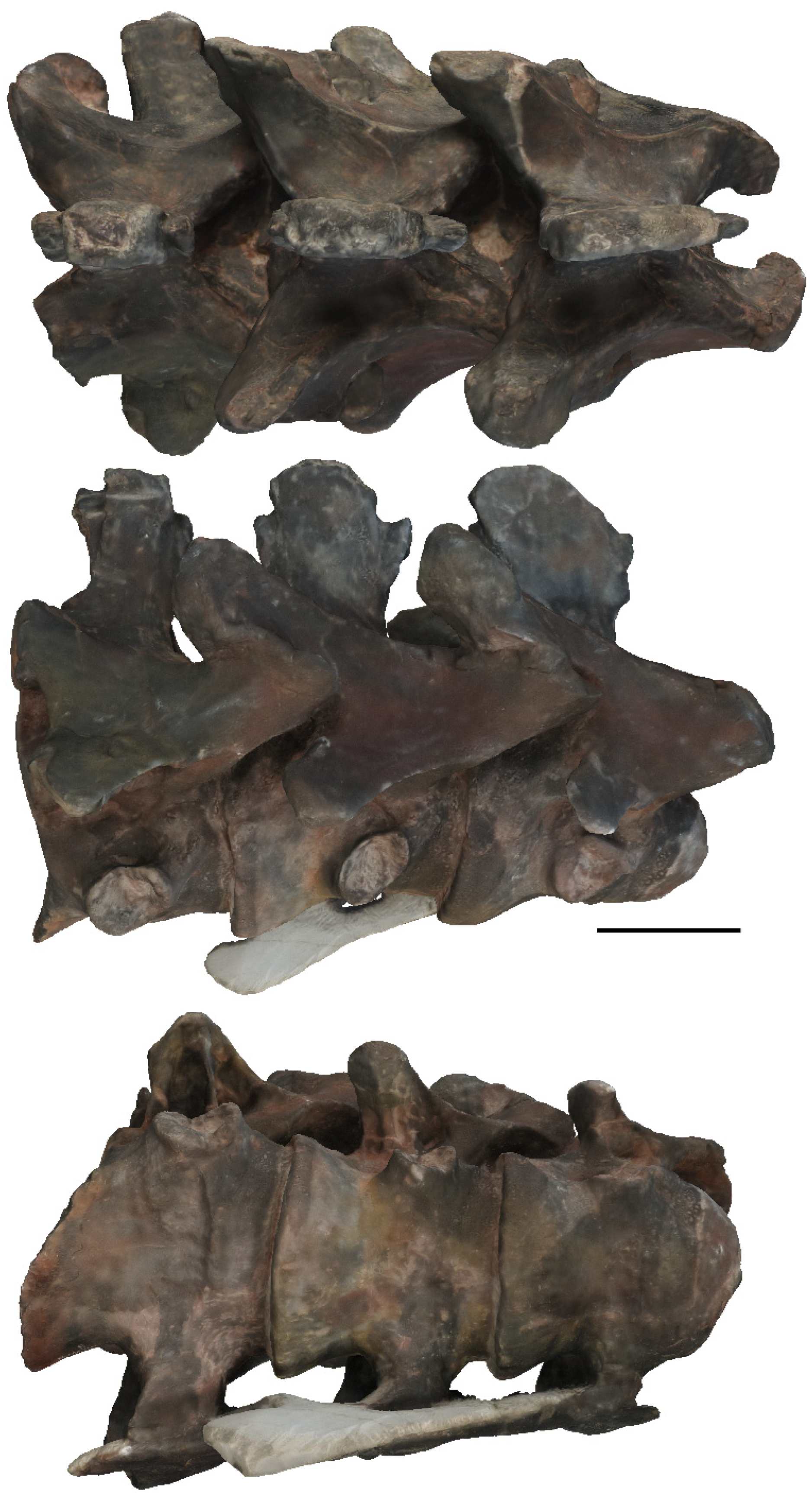 Diversity 17 00029 g021