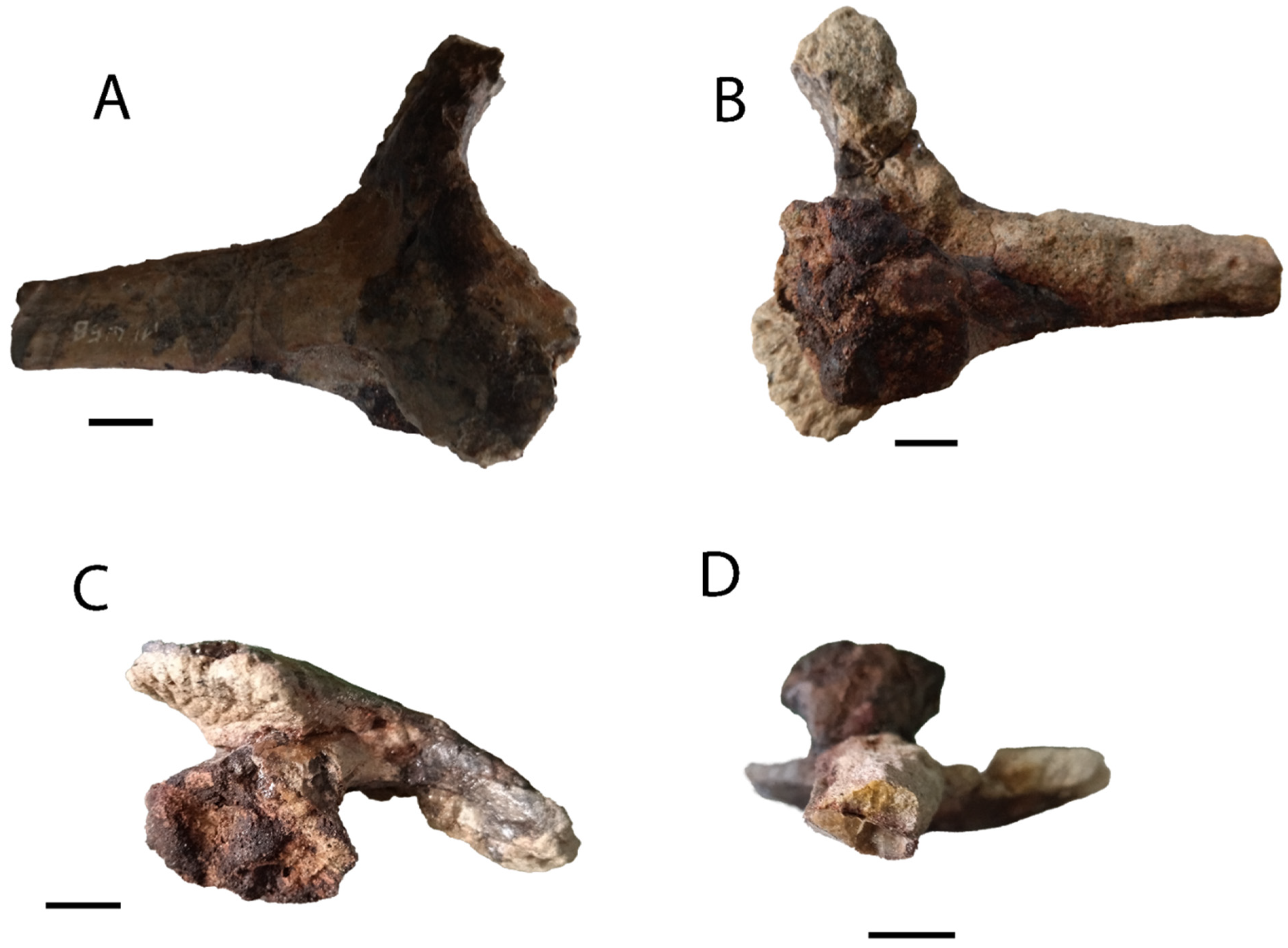 Diversity 17 00029 g023