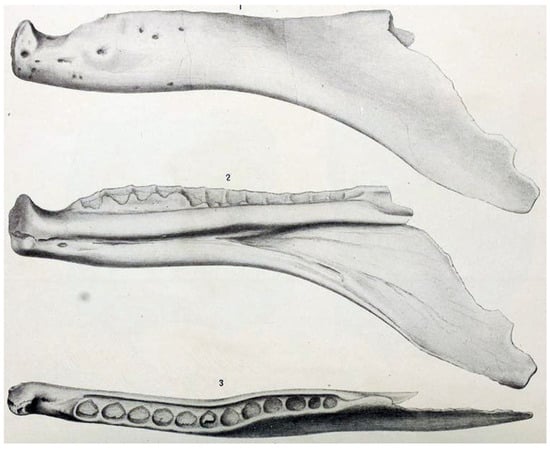 Diversity 17 00029 g024