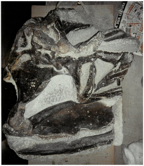 Diversity 17 00029 g026