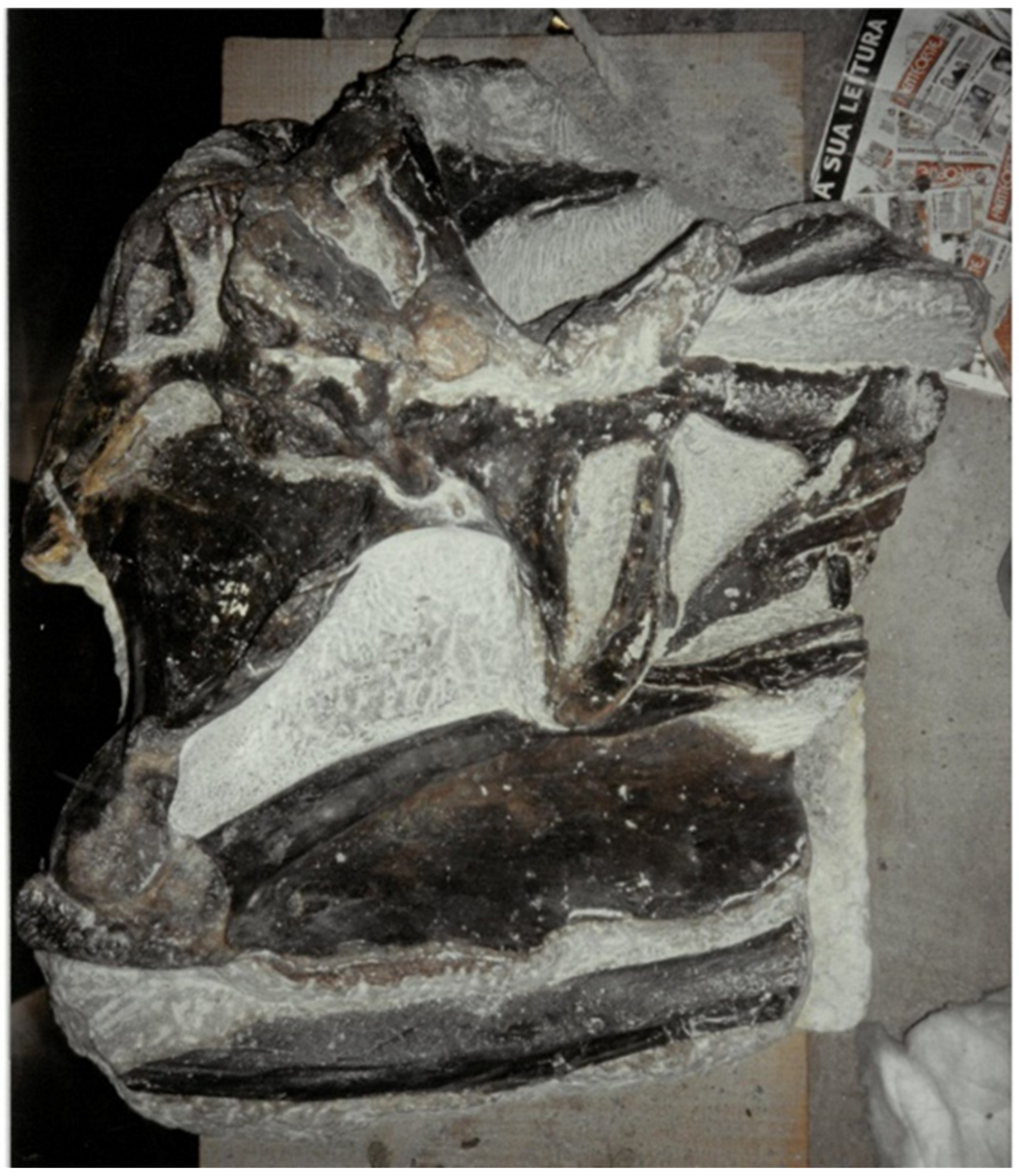 Diversity 17 00029 g026