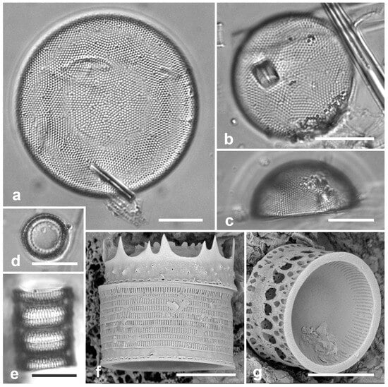 Diversity 17 00034 g002