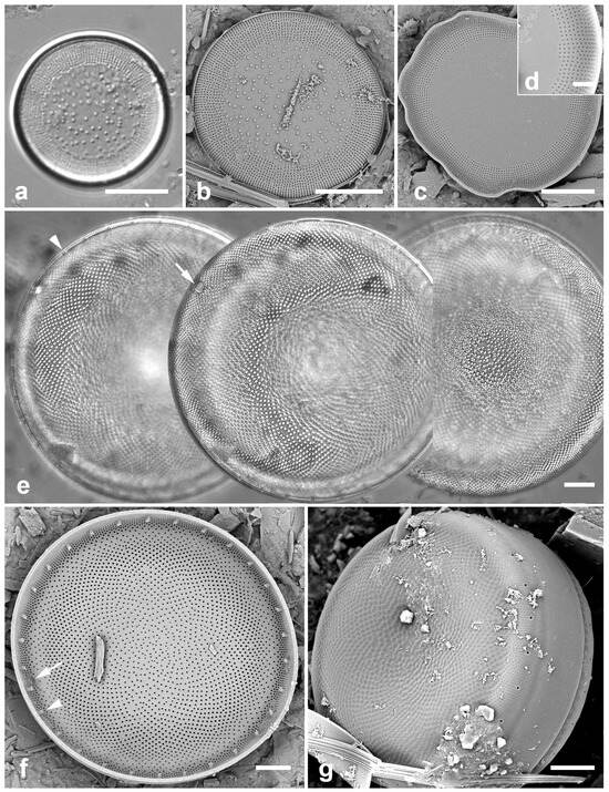 Diversity 17 00034 g003