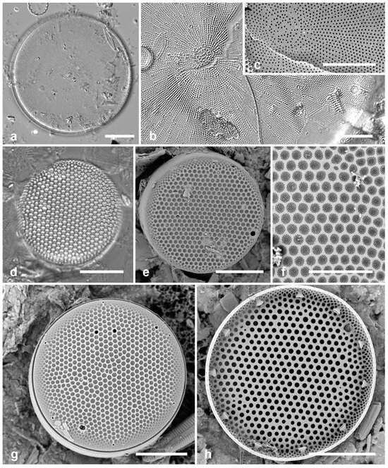 Diversity 17 00034 g004