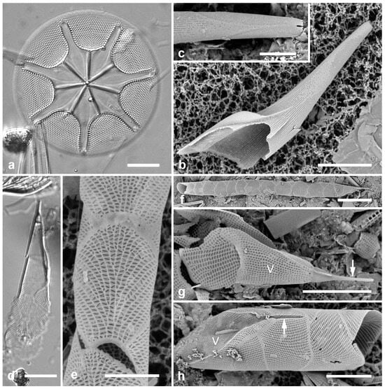 Diversity 17 00034 g005