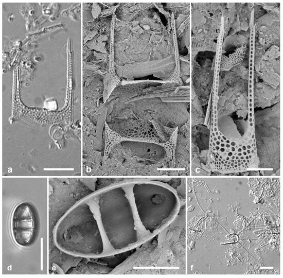 Diversity 17 00034 g006