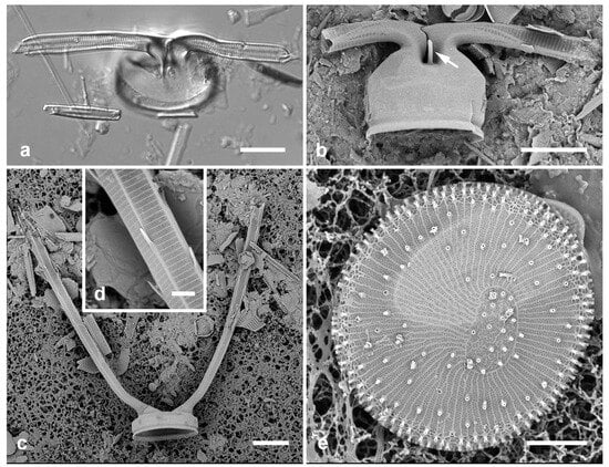 Diversity 17 00034 g007