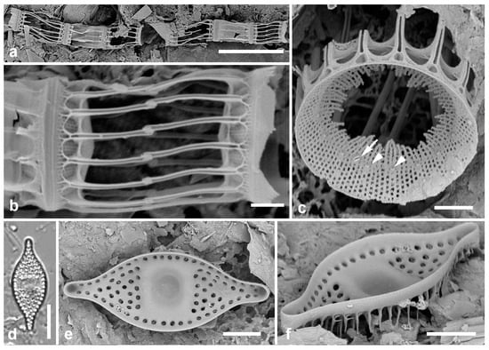 Diversity 17 00034 g008