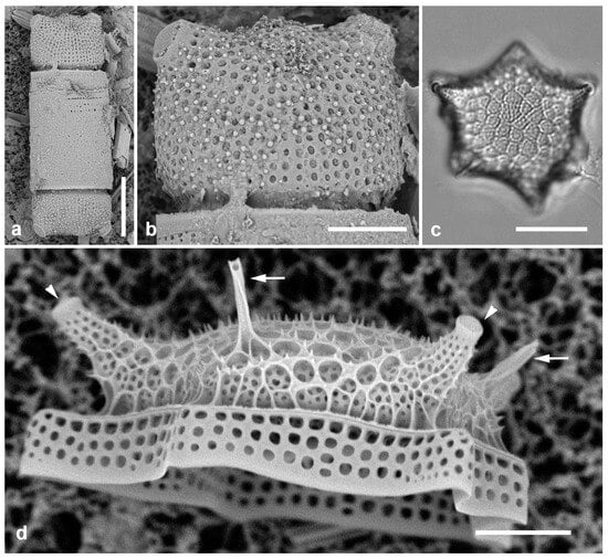 Diversity 17 00034 g009
