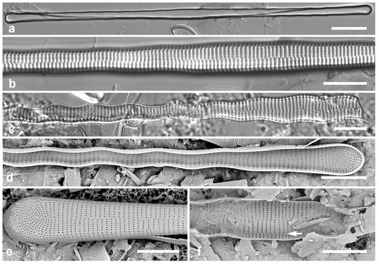 Diversity 17 00034 g010
