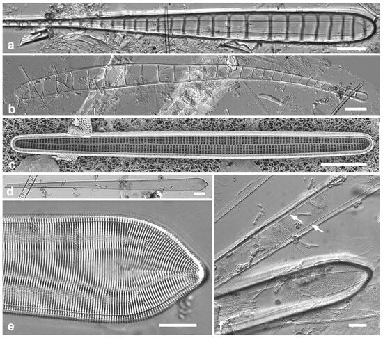 Diversity 17 00034 g011