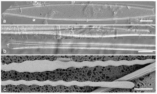 Diversity 17 00034 g012