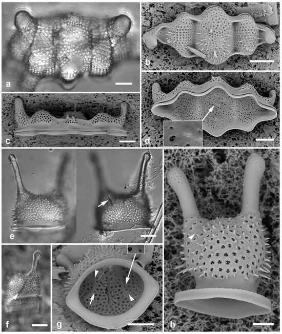 Diversity 17 00034 g013