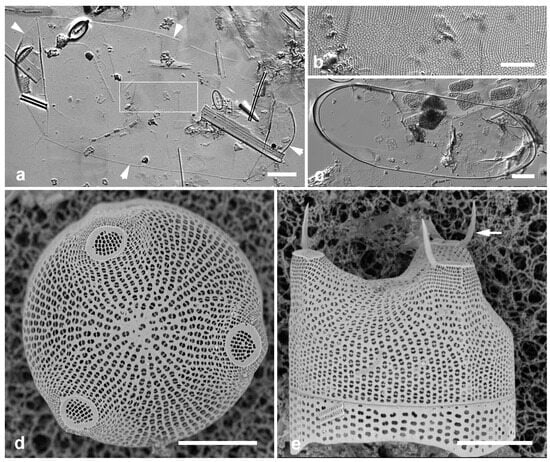 Diversity 17 00034 g014