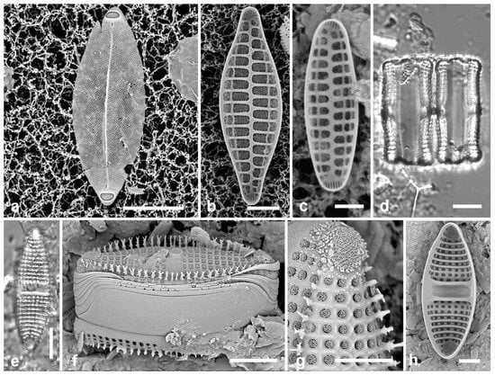 Diversity 17 00034 g015
