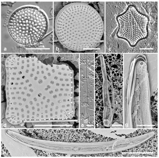 Diversity 17 00034 g016