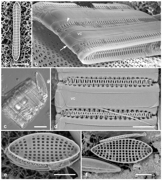 Diversity 17 00034 g017