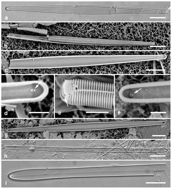 Diversity 17 00034 g018