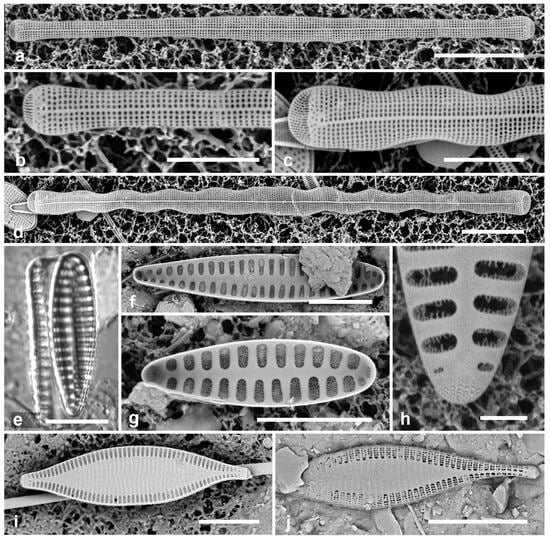 Diversity 17 00034 g019