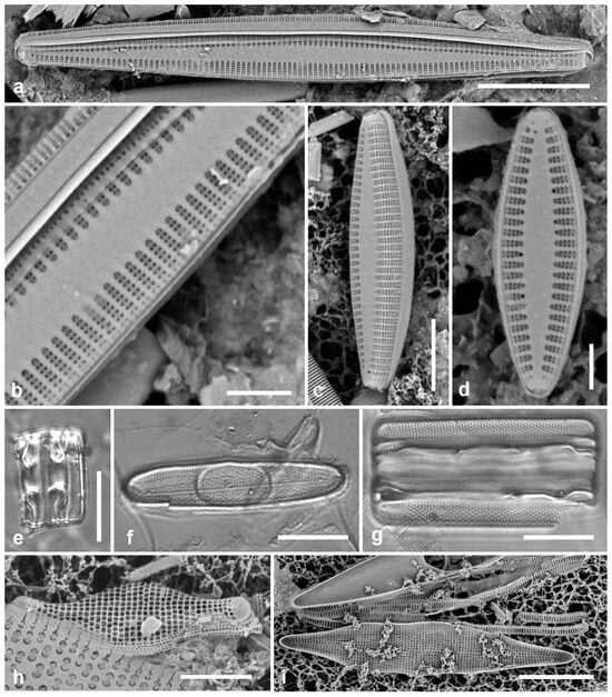 Diversity 17 00034 g020