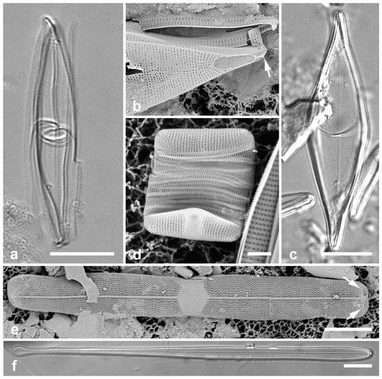 Diversity 17 00034 g021