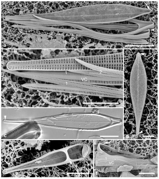 Diversity 17 00034 g022