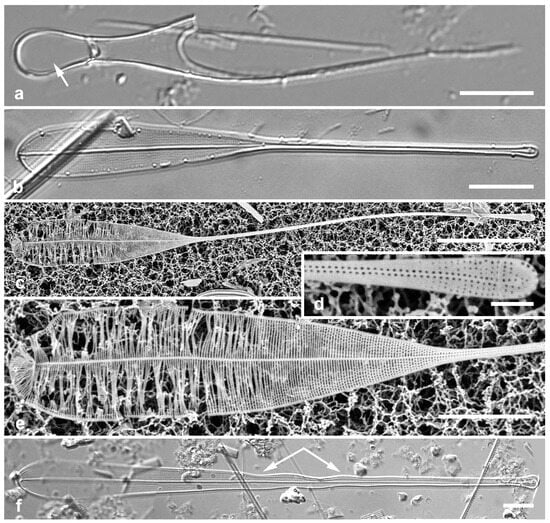 Diversity 17 00034 g023