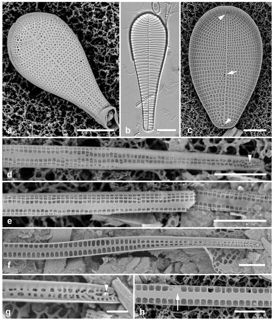 Diversity 17 00034 g024