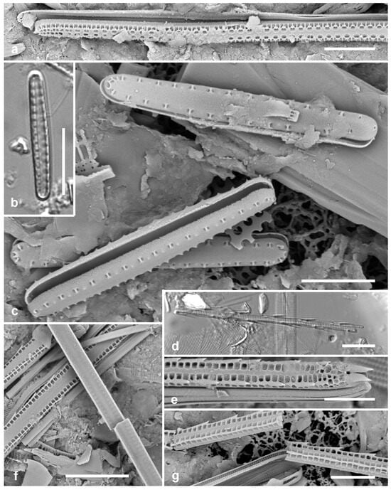 Diversity 17 00034 g025