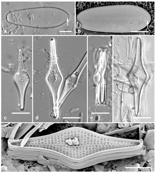 Diversity 17 00034 g026