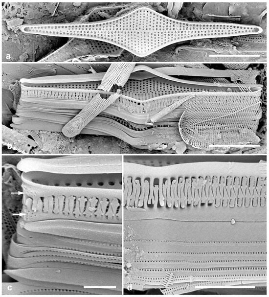 Diversity 17 00034 g027